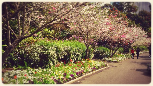 Blossoms Sydney Botanical Gardens