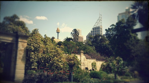 Sydney Botanical Gardens - City View