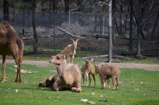 Barbary sheep thinks it owns the place